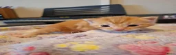 Mixed Breed cats for sale: Kittens - Advert 10