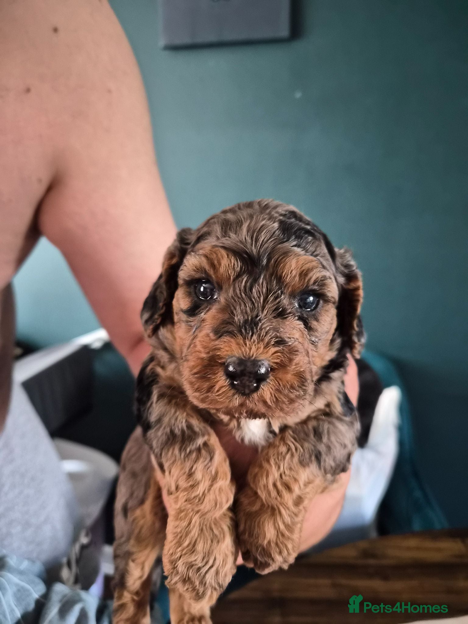 Cockapoo dogs Cockapoos f1bs - Advert 17
