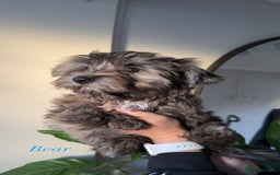 Yorkshire Terrier dogs for sale: Colourful Biewer Yorkshire terriers  - Advert 2