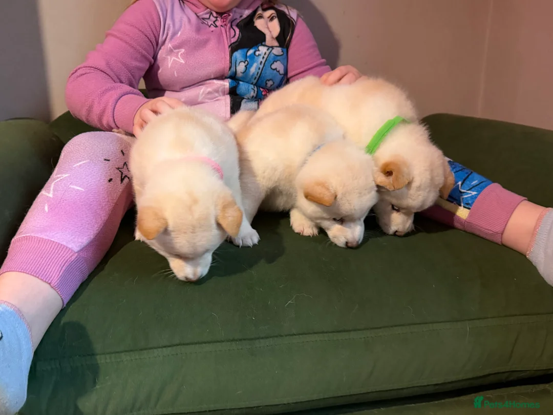 Japanese Shiba Inu dogs for sale: Japanese Shiba Inu - Advert 2