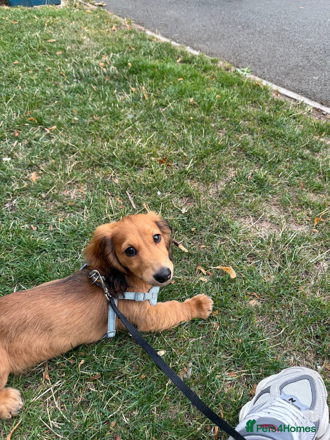 Dachshund dogs for sale: Miniature long haired dachshund  - Image 6