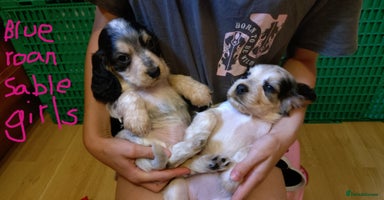 Cocker Spaniel dogs - Advert 16