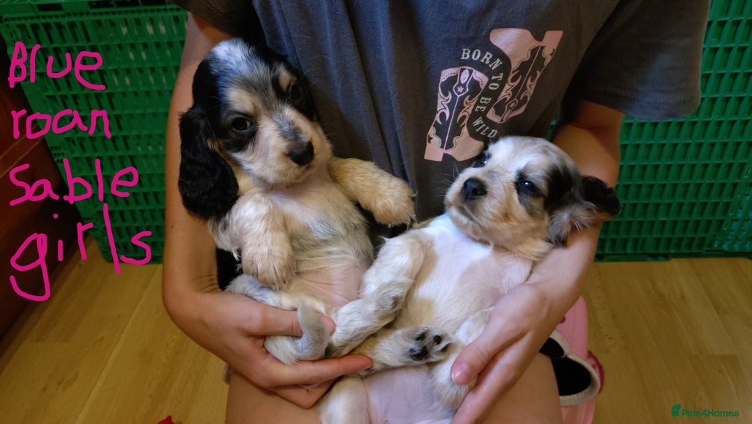 Cocker Spaniel dogs for sale: KC reg show cocker spaniel puppies - Image 3