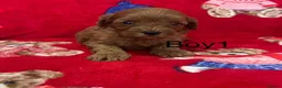 Cavapoo dogs for sale: 🐶 stunning F1B Cavapoos🐶 - Advert 4