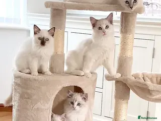 Ragdoll cats INDOOR GCCF REG CHOCOLATE LILAC RAGDOLL KITTENS - Advert 1