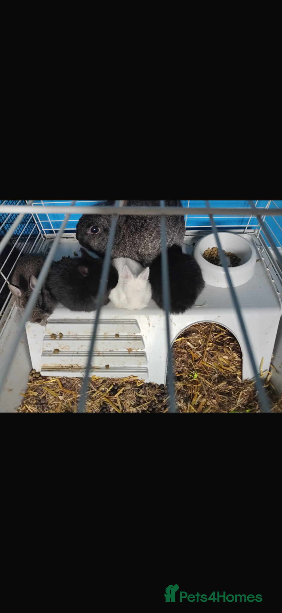 Mixed Breed rabbits 3 baby rabbits for sale  - Advert 1
