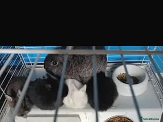 Mixed Breed rabbits 3 baby rabbits for sale - Advert 7