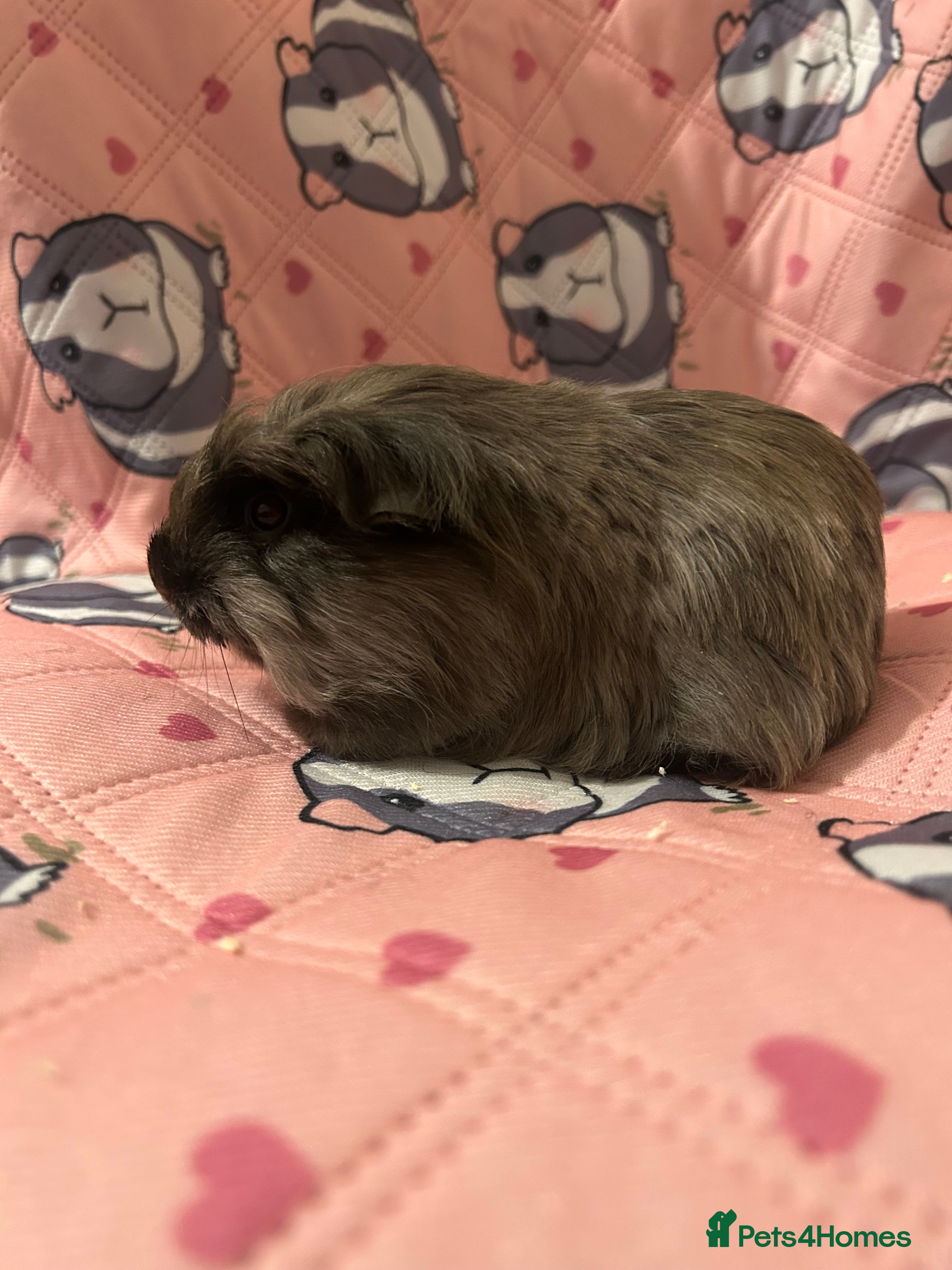 Guinea Pig rodents Lovely Teddy and Coronet baby guinea pigs  - Advert 3