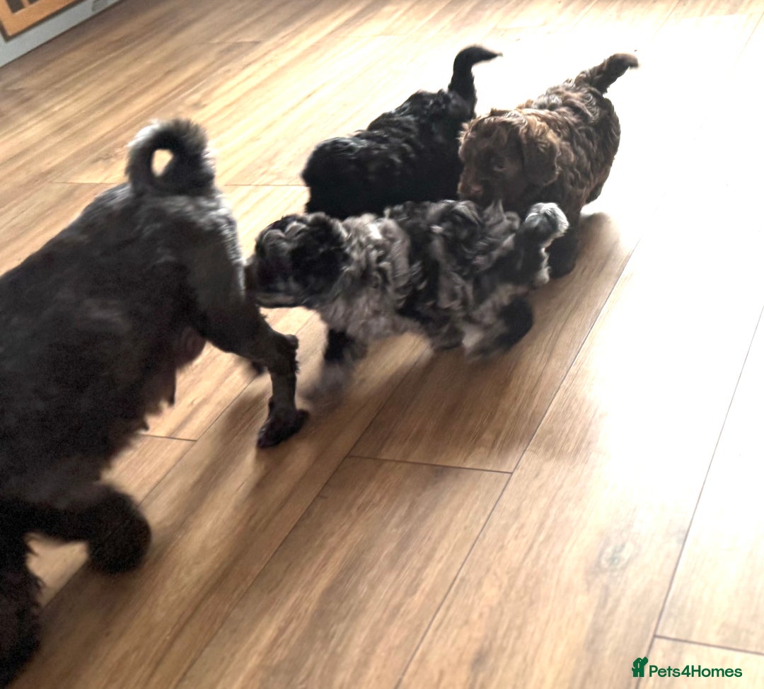 Shihpoo dogs for sale: Outstanding Shihpoo puppies - Image 5