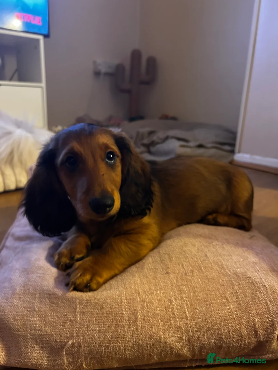 Dachshund dogs for sale: 1 BOY LEFT KC Registered Longhair Dachshund Puppy - Advert 2