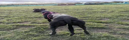 Greyhound dogs for sale: Greyhound Indy for sale - Read Description  in Wokingham - Advert 8