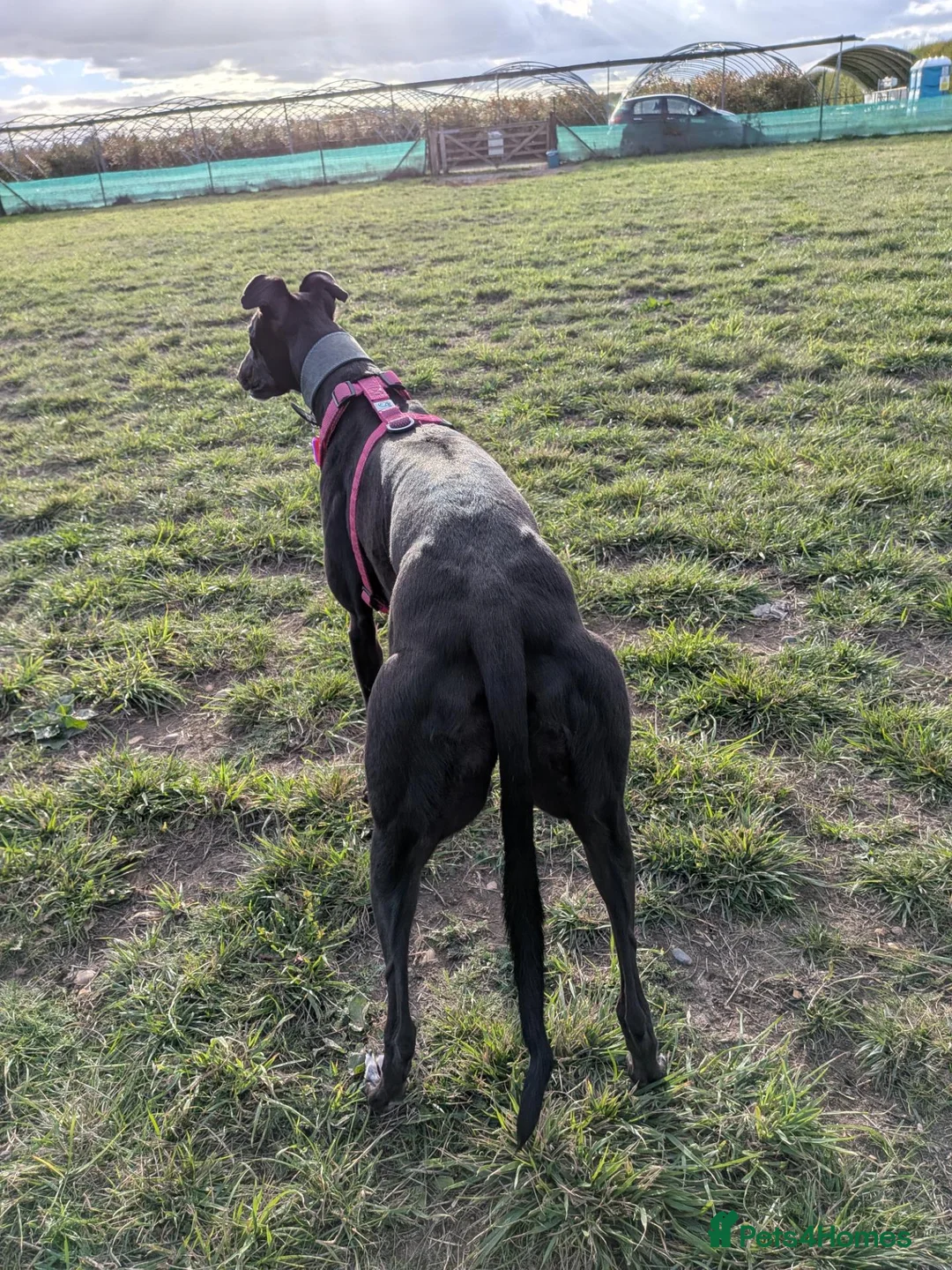 Greyhound dogs for sale: Greyhound Indy for sale - Read Description  in Wokingham - Advert 8