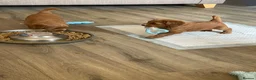 Cockapoo dogs for sale: Beautiful cockapoo puppies - Advert 12