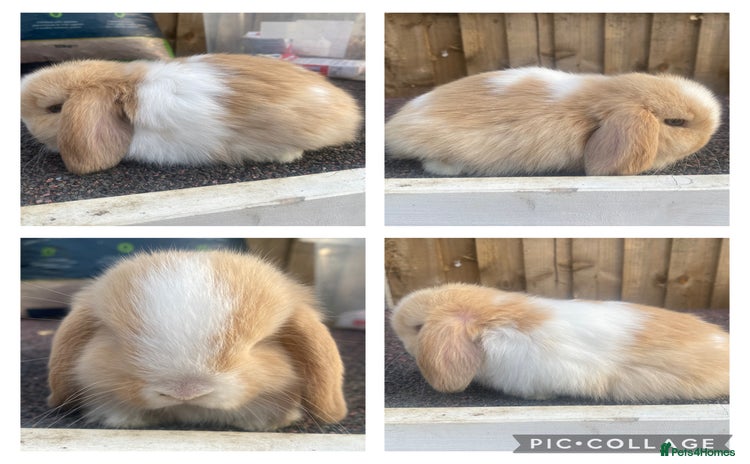 Mini Lop rabbits - Advert 12