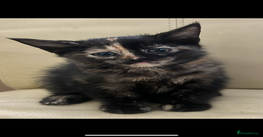 Mixed Breed cats - Advert 13