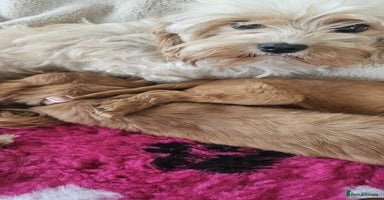 Cavapoo dogs - Advert 15