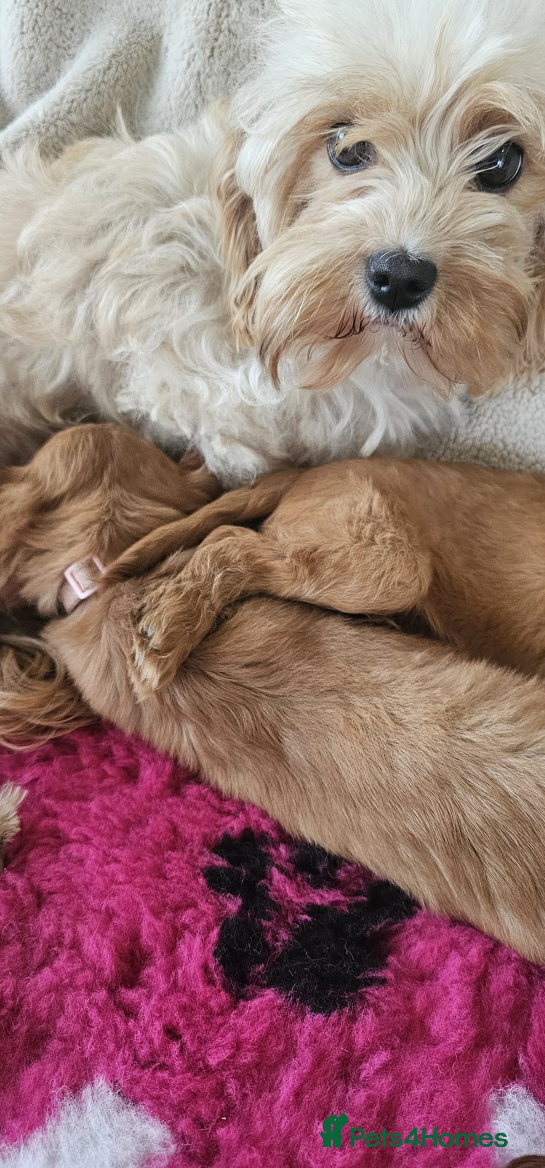 Cavapoo dogs for sale: Cavapoo puppies  - Image 3