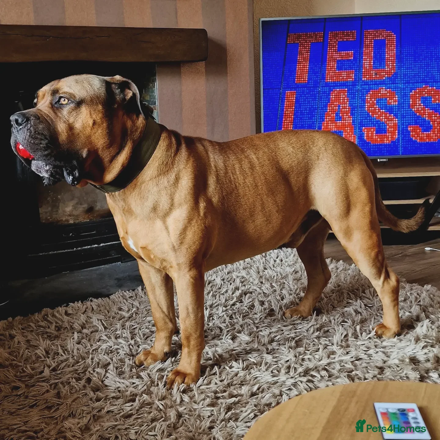 Boerboel dogs Boerboel  ** tiff for stud - Advert 9