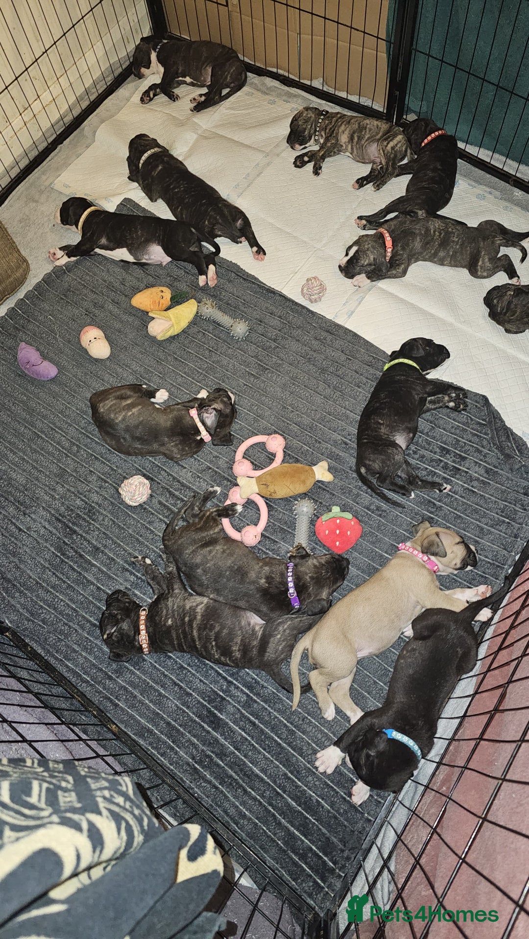 Bullmastiff dogs for sale: 11 Bullmastiff puppies for sale - Advert 28