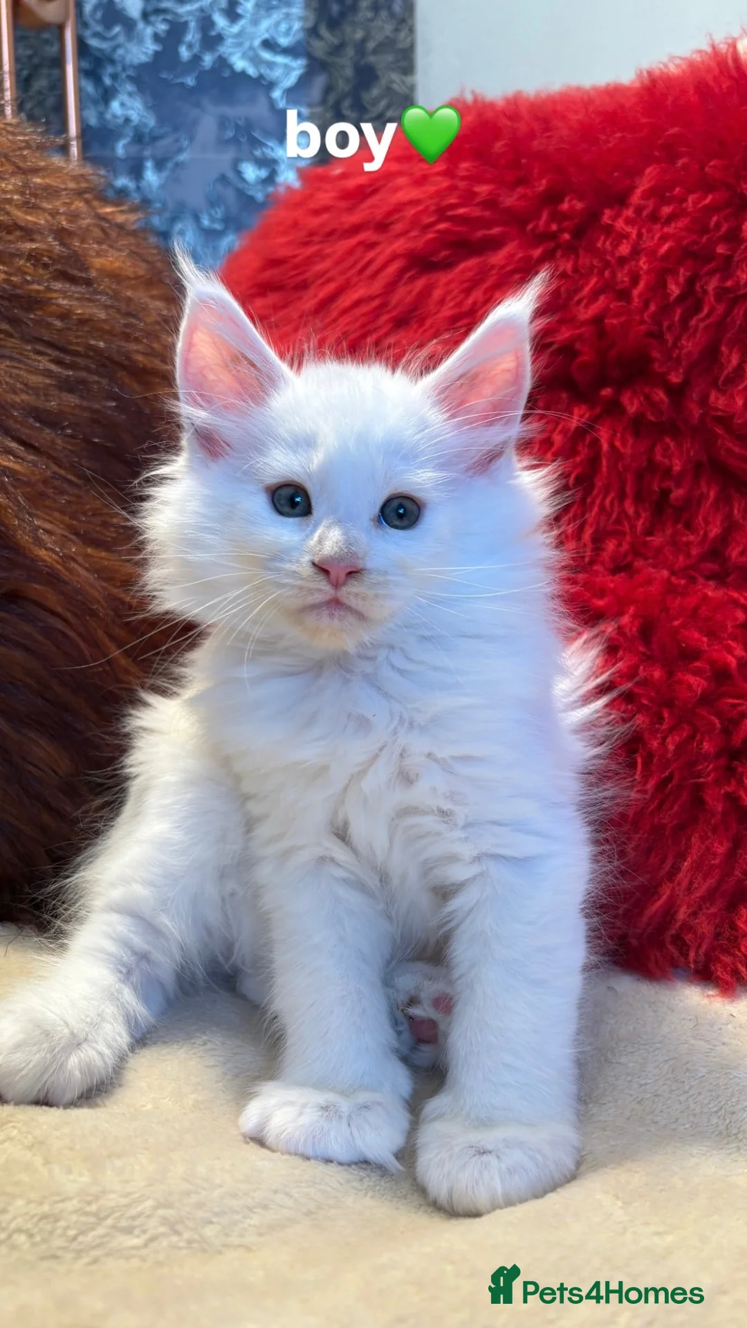 Maine Coon cats for sale: 🐾 beautiful maine coon kittens  - Advert 33