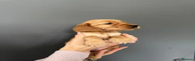 Cocker Spaniel 4