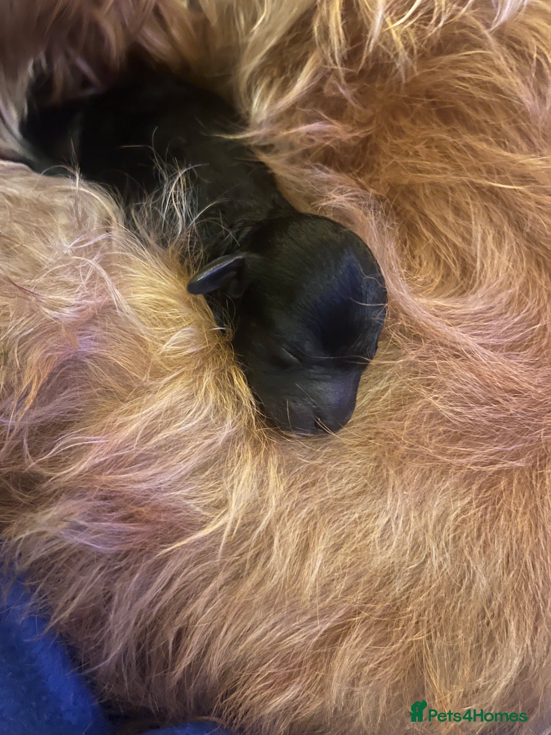 Mixed Breed dogs for sale: Jack Russel poodle cross - male pup - Advert 3