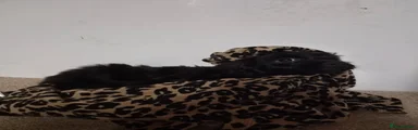 Cockapoo 3