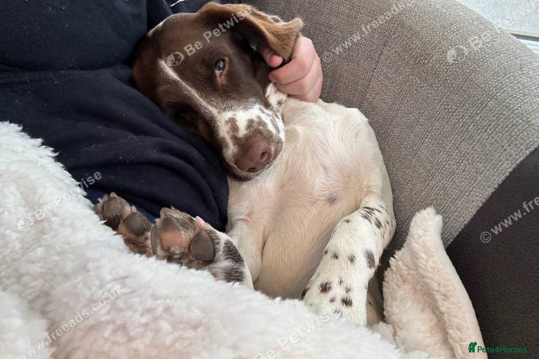 English Springer Spaniel dogs for sale: River- 18 month spaniel - Image 2