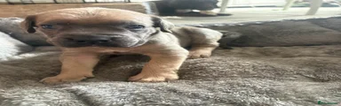 Mixed Breed Puppy 10