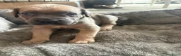 Cane Corso dogs for sale: Cane corso  - Advert 6