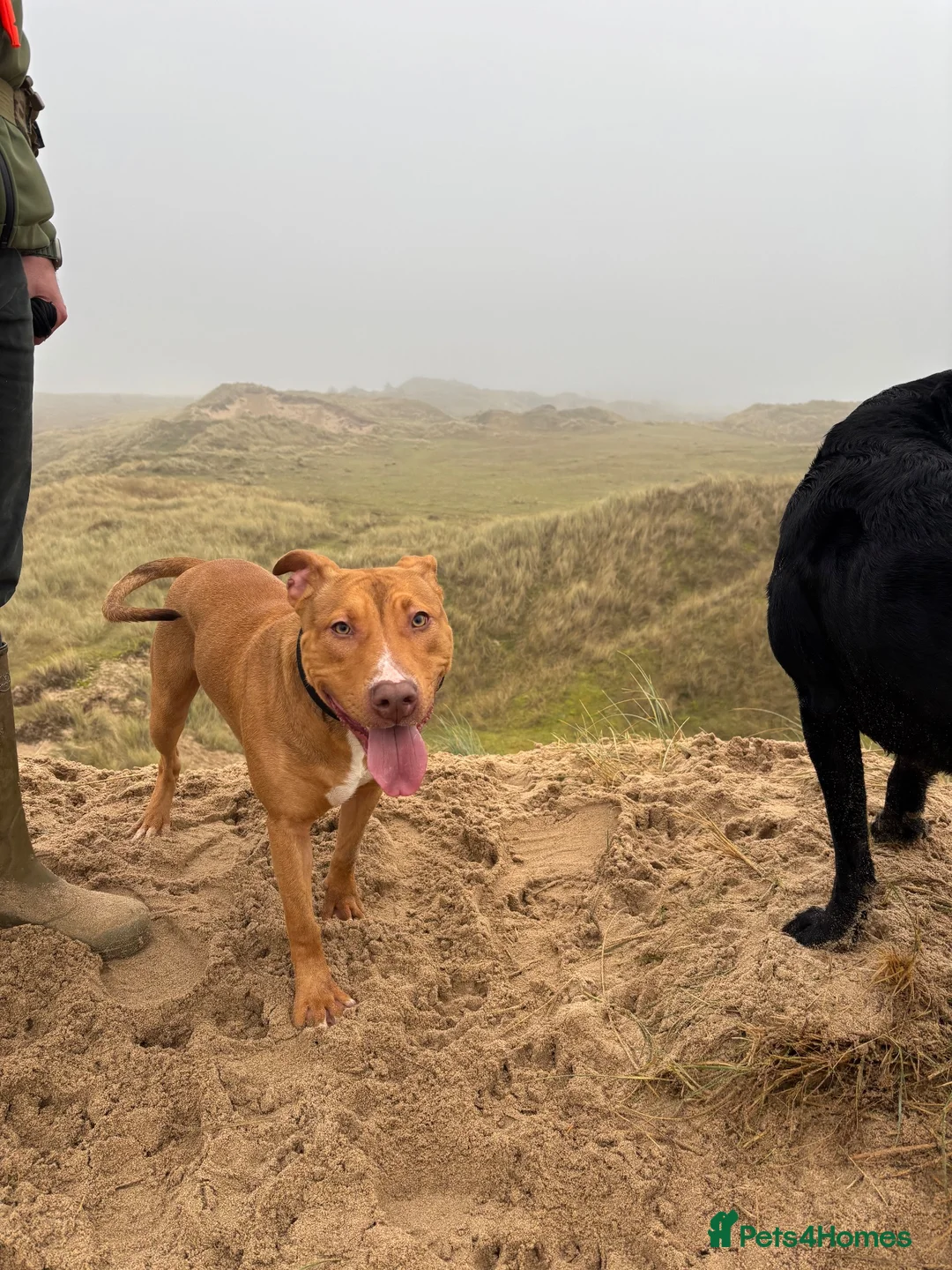 Mixed Breed dogs for sale: Am Staff x English Bull Terrier Male. 2yrs old - Advert 4