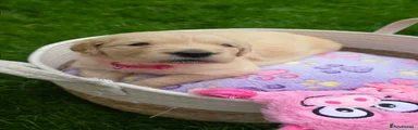 Puppy 2 Ligth Pink
