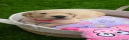 Golden Retriever dogs for sale: 5* Golden Retriver puppies - Advert 33