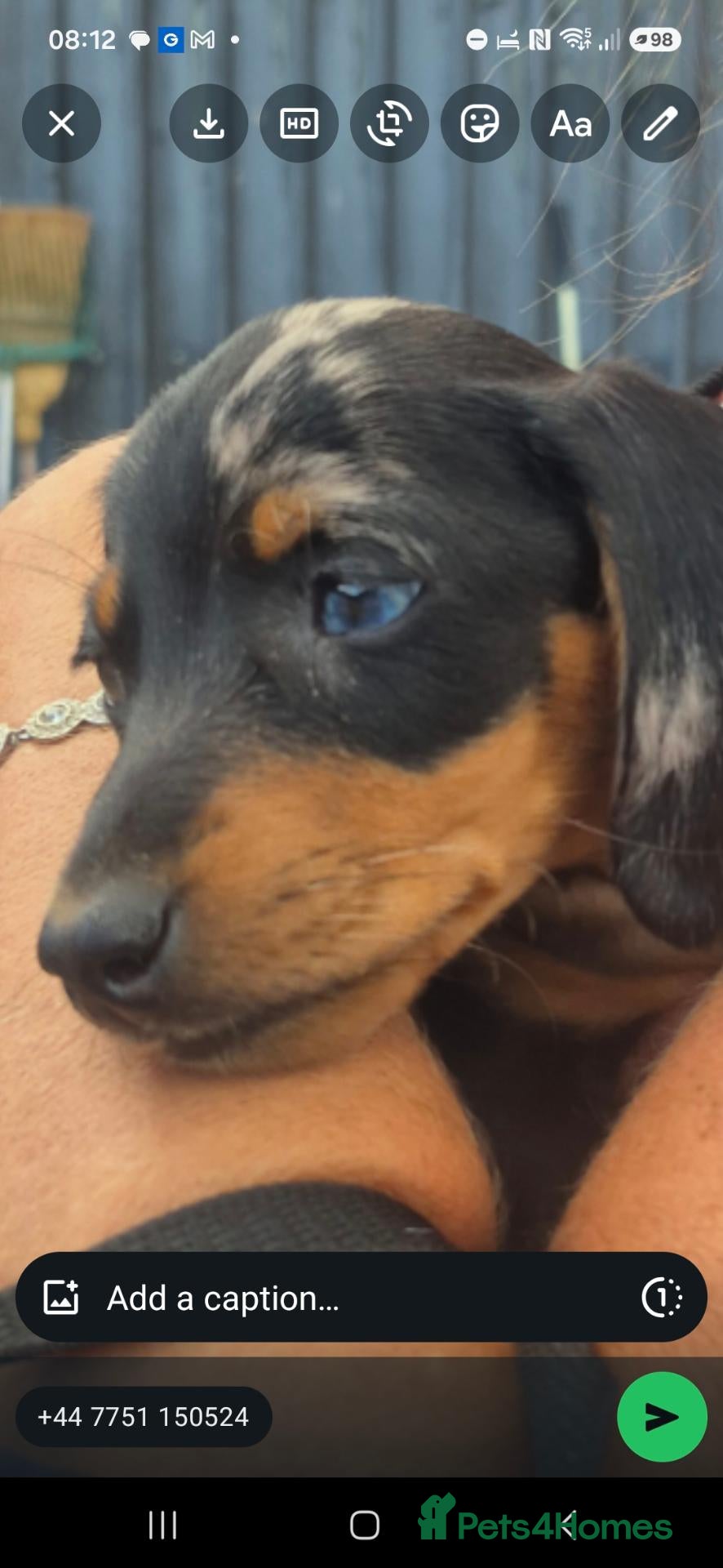 Miniature Dachshund dogs Miniature Dauchaunds - Advert 2
