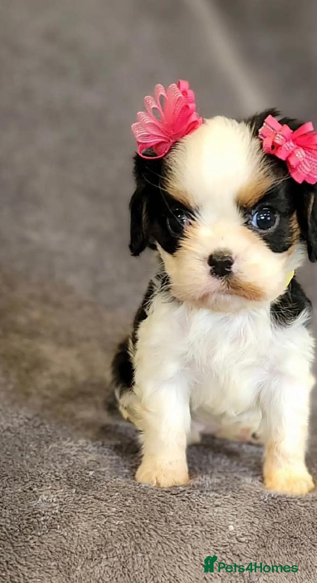 Cavalier King Charles Spaniel dogs for sale: Treated Cavalier king charles puppies   - Advert 11