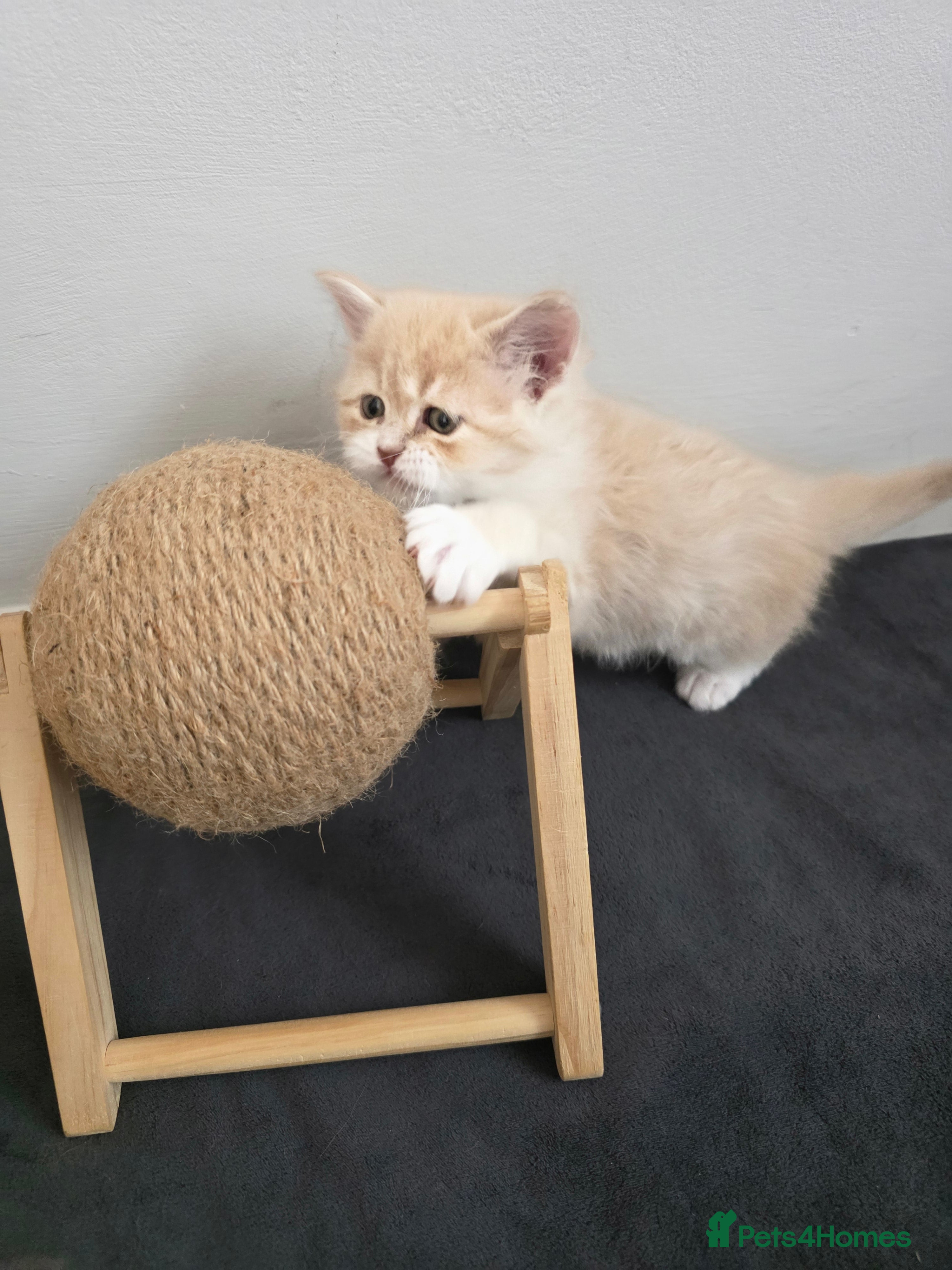 Persian cats Persian/Marine Coon  - Advert 2