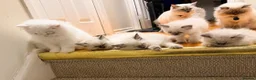 Ragdoll cats for sale: 💯stunning pure looking 💥Ragdolls for good homes. in Lowestoft - Advert 6