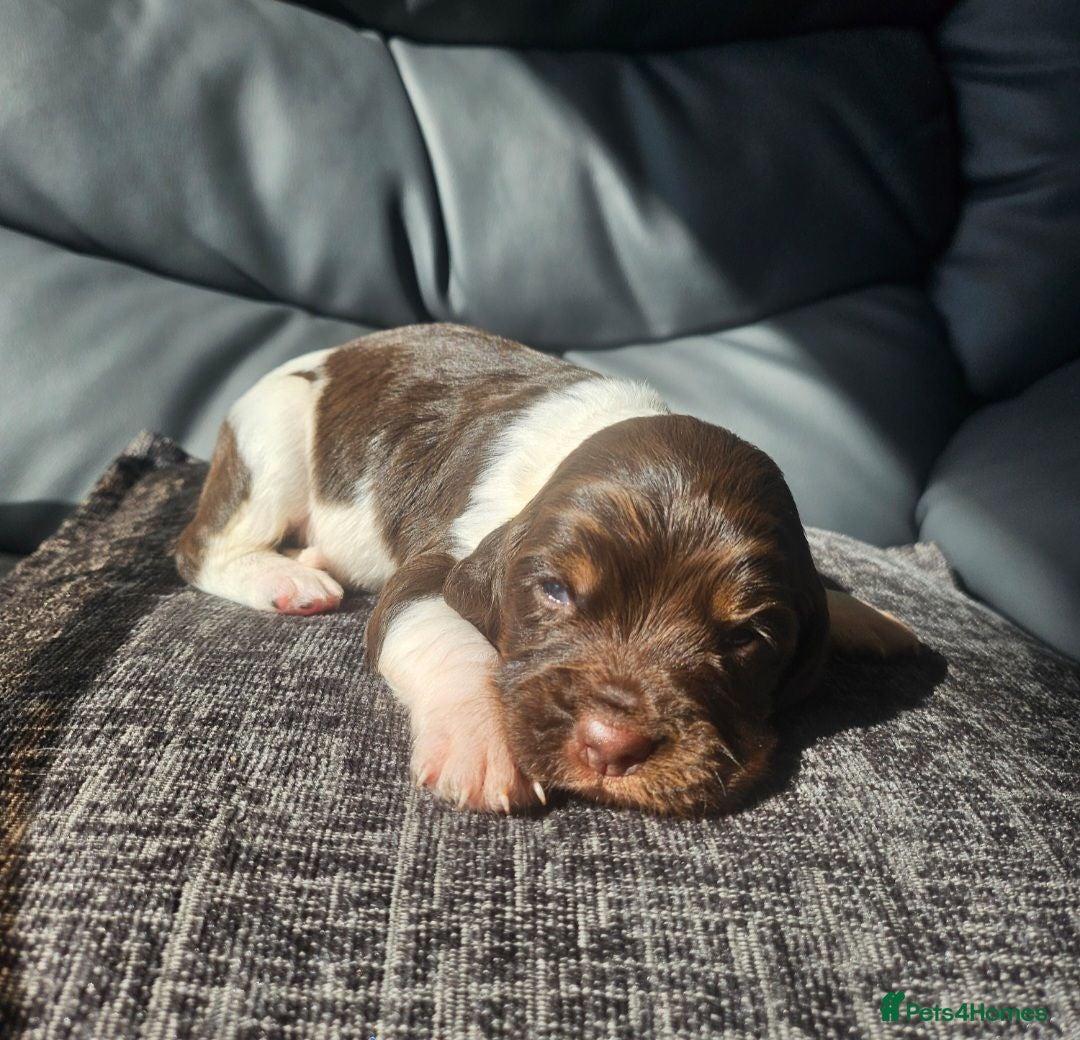 English Springer Spaniel dogs English springer puppies  - Advert 8