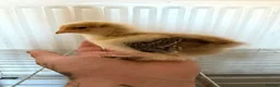 Chickens poultry for sale: Gold Partridge Brahma Chicks - Advert 6