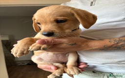 Labrador Retriever dogs for sale: Female Yellow Labrador Puppy  - Image 10