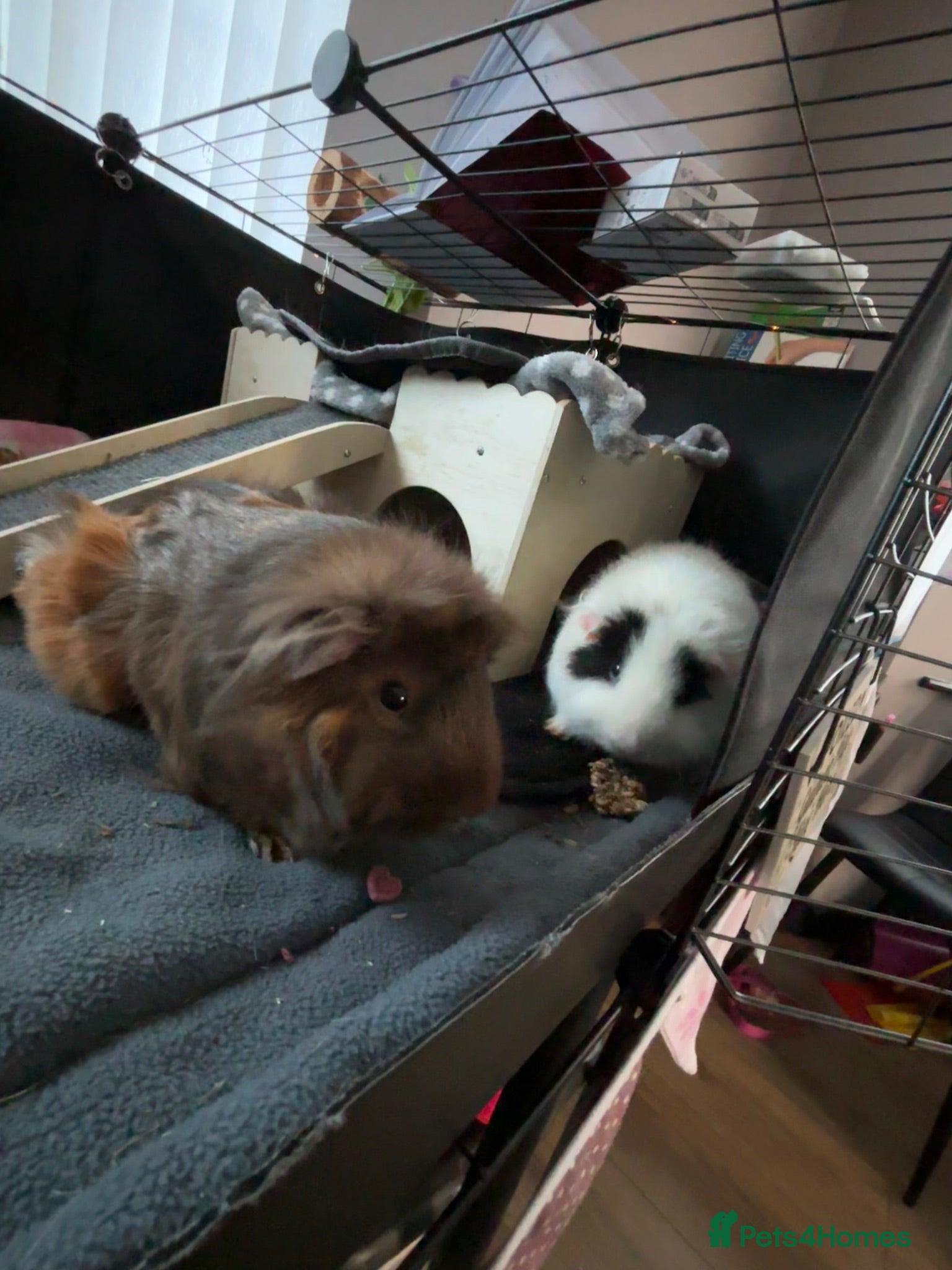 Guinea Pig rodents 2 sweet female guinea pig sisters  - Advert 1