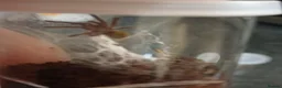 Tarantulas invertebrates for sale: OBT Spider Slings  - Advert 2