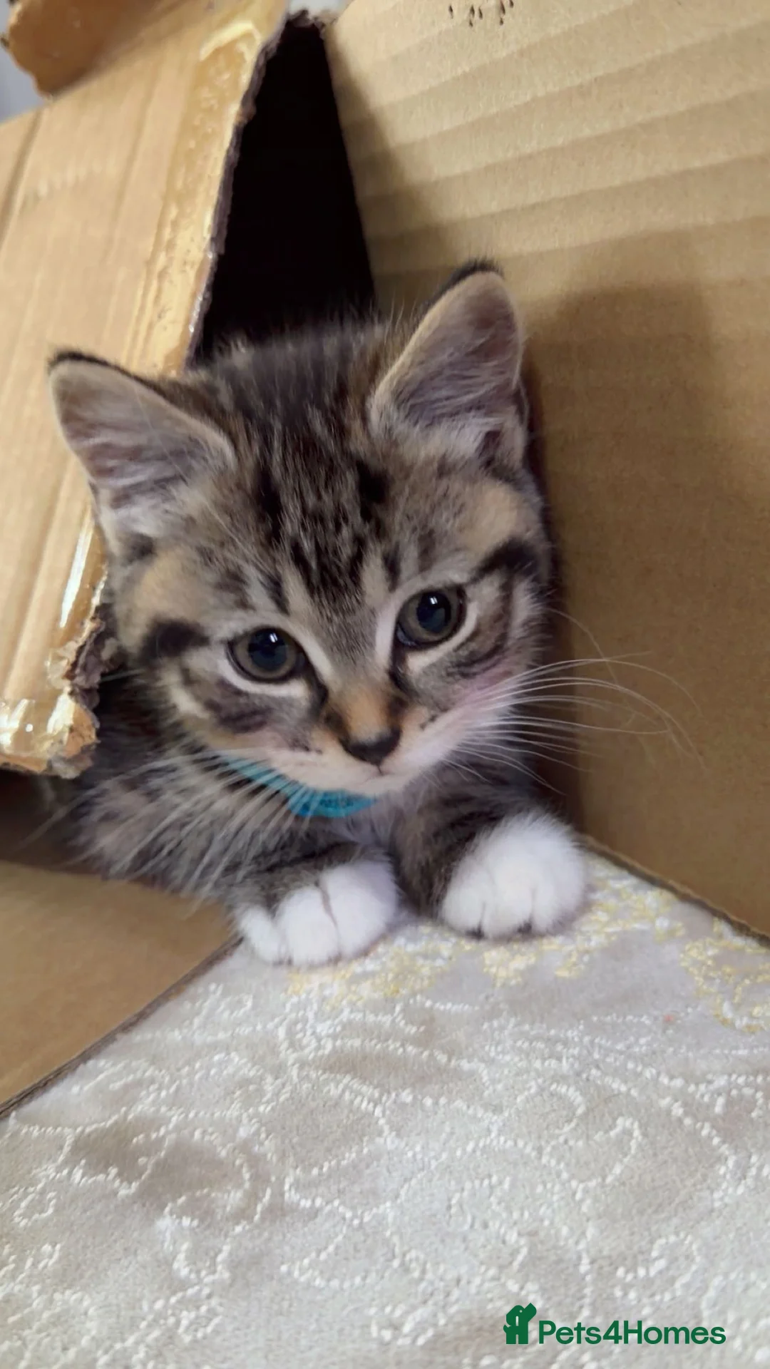 British Shorthair cats for sale: Kitten  - Advert 8