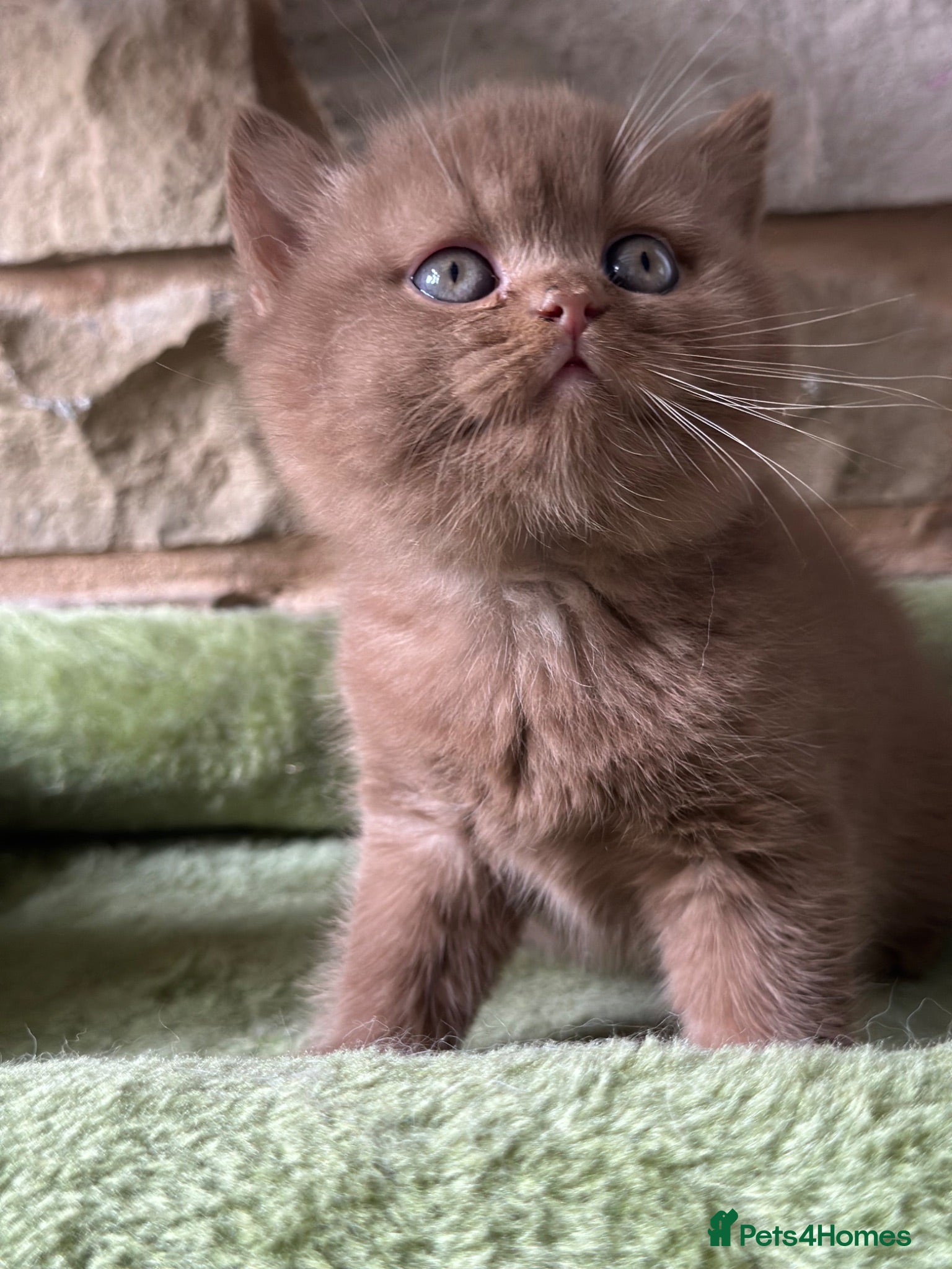 British Shorthair cats Stunning British shorthair kittens  - Advert 1