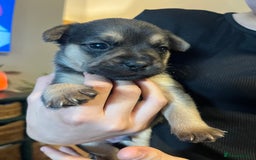 Mixed Breed dogs for sale: Gorgeous puppies - Image 5