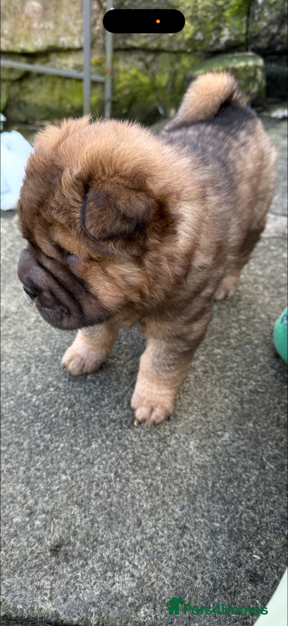 Shar Pei dogs for sale: Bear Coat Shar Pei KC Registered  - Advert 6