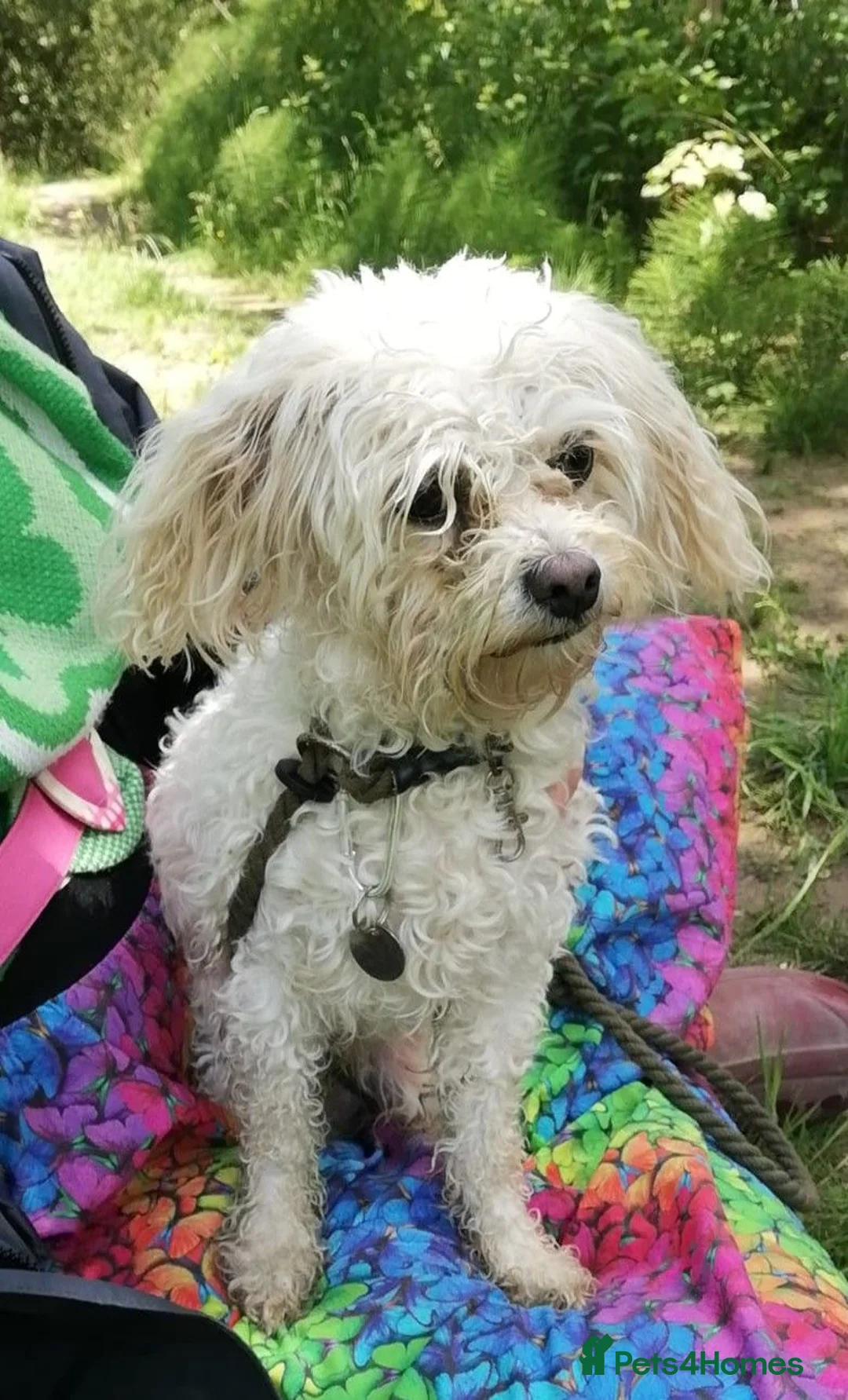 Mixed Breed dogs for adoption: SNICKERS 4yr old mixed breed - Advert 2