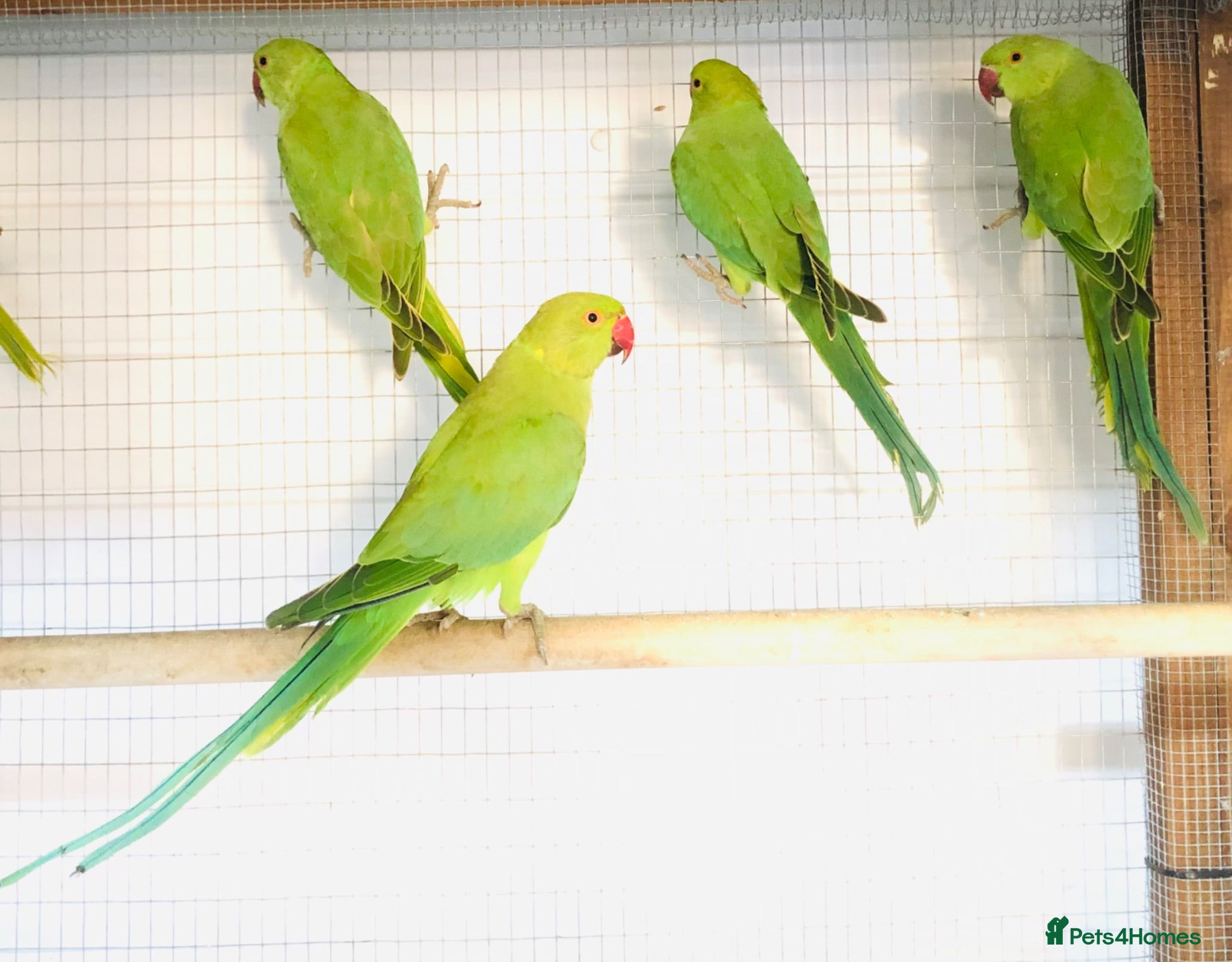 Parrots birds Beautiful young Indian ringneck for sale. - Advert 2