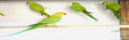 Parrots birds for sale: Beautiful young Indian ringneck for sale. - Advert 2