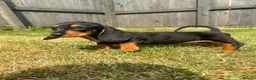 Mixed Breed dogs for sale: 🐾 Mini Bassets 🐾 - Advert 29